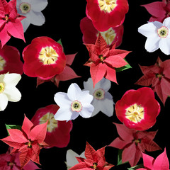 Beautiful floral background of poinsettia, narcissuses and tulips. Isolated