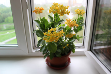 Kalanchoe on the windowsill on the background of a plastic window with a mosquito net