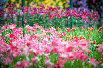 Obraz na płótnie Canvas Corlorful of tulips in the flower garden for card design and web banner.Selective focus