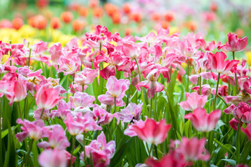 Beautiful bouquet of red and pink tulips in the flower garden for card design and web banner. Selective focus