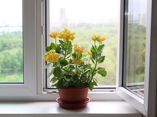 Kalanchoe on the windowsill on the background of a plastic window with a mosquito net
