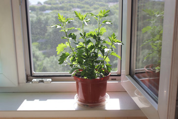 Potted plant on the windowsill on the background of a plastic window with a mosquito net