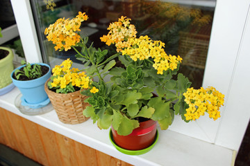 Kalanchoe and other houseplants on the windowsill of the loggia in a city apartment