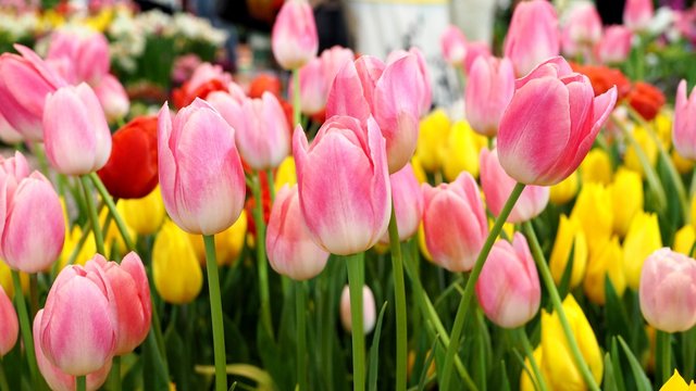 Colorful blossom flower with bright tulip flower in garden.