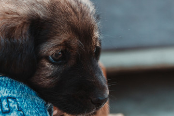 Closeup shot of a puppy