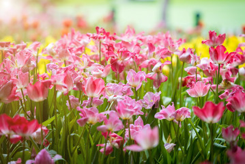 Corlorful of tulips in the flower garden for card design and web banner.Selective focus