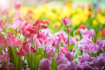 Corlorful of tulips in the flower garden for card design and web banner.Selective focus