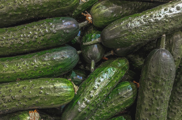 Fresh organic green cucumbers on a market shelf