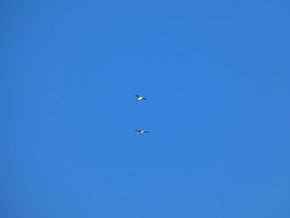 Uccelli