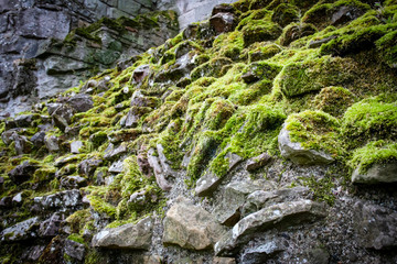 Steinmauer an der Melrose Abbey mit Moos, Makroaufnahme
