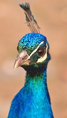 Naklejka premium Portrait-nice head of a peacock bird