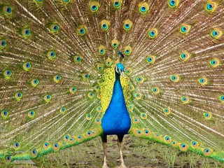 Feathers in a wheel of a male peacock bird