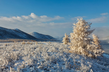 Yellow larch tree covered with fresh snow at mountan plateau in the morning in September