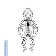 circulatory system anatomy