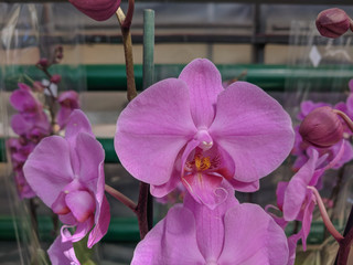 beautiful exotic orchid flowers phalaenopsis, cymbidium grown in a greenhouse