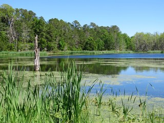 Landscape with green trees, blue lake, marsh, cat tails in Georgia