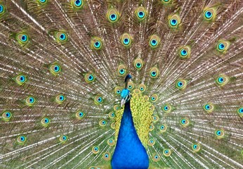Naklejka premium Feathers in a wheel of a male peacock bird