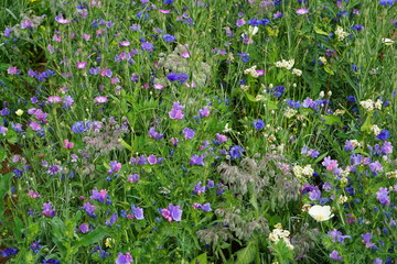 Blue flowers mix