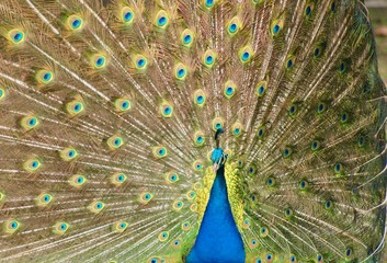 Fototapeta premium Feathers in a wheel of a male peacock bird