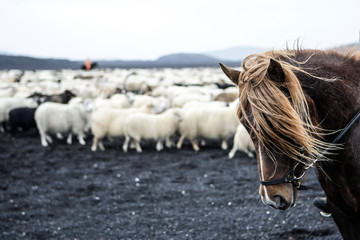 Cheval Islandais gardien de troupeau de mouton dans un paysage volcanique