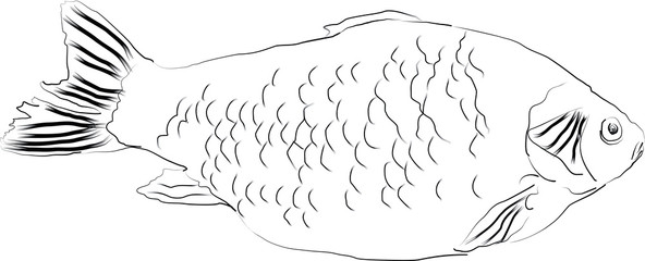 Vector illustration of fish silhouette. Sketch fish carp.
