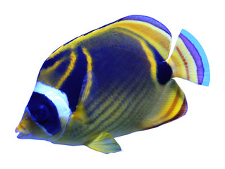 Beautiful bright raccoon butterflyfish on white background © New Africa
