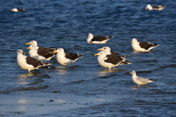 Mewy siodłate © Andrzej