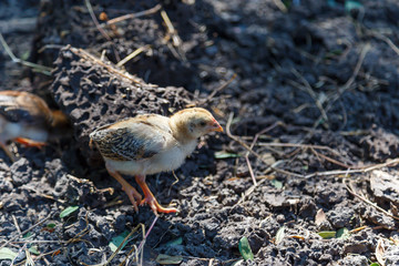 Chicks are walking to find food on the floor.