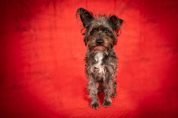 Cute little Schnauzer Barbet dog