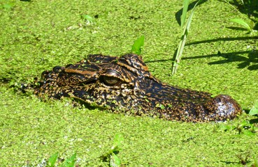 Alligator head in water in duckweed in Georgia