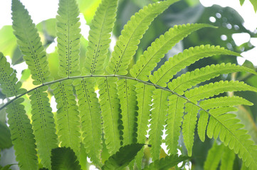 Vegetable fern (Diplazium sp.) with spore at backside of leaf from Central of Thailand