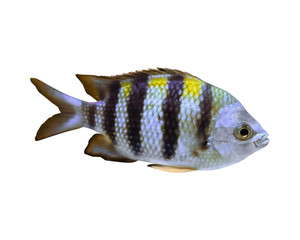 Beautiful sergeant major fish on white background