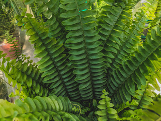  beautiful textured green background of natural tropical leaves