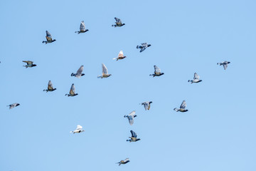 Flying racing pigeons and a blue sky