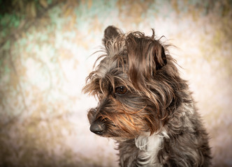 Cute little Schnauzer Barbet dog