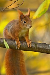 Ein Eichhörnchen sitzt im Herbst auf einem Ast mit gelbem Hintergrund, Sciurus vulgaris