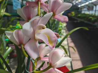 beautiful exotic orchid flowers phalaenopsis, cymbidium grown in a greenhouse