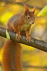 Ein Eichhörnchen sitzt im Herbst auf einem Ast mit gelbem Hintergrund, Sciurus vulgaris