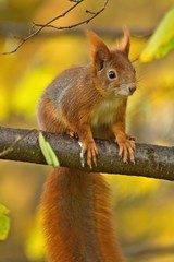 Naklejka na ściany i meble Ein Eichhörnchen sitzt im Herbst auf einem Ast mit gelbem Hintergrund, Sciurus vulgaris