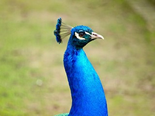 Portrait-nice head of a peacock bird