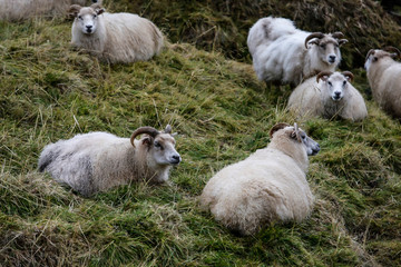 Troupeau de moutons traditionnels au nord de l'Islande