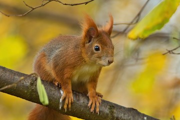 Ein Eichhörnchen sitzt im Herbst auf einem Ast mit gelbem Hintergrund, Sciurus vulgaris