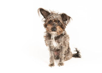 Cute little Schnauzer Barbet dog