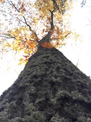 Tree with autumn leaves and lichen