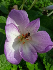 Bee in a flower