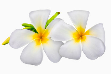 Fototapeta na wymiar Plumeria or Frangipani Flower Isolated on White Background in close up mode with clipping path