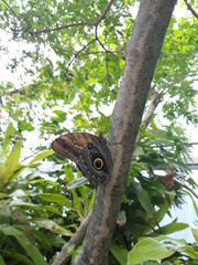 Butterfly on tree