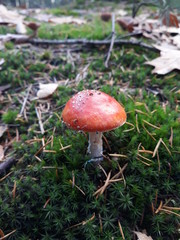 Little red mushroom surrounded by moss