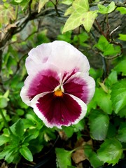 Fototapeta premium Pansy z bliska