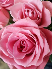 Two pink roses close up